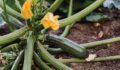 Nutritional Power of Zucchini: Culinary Versatility Unveiled
