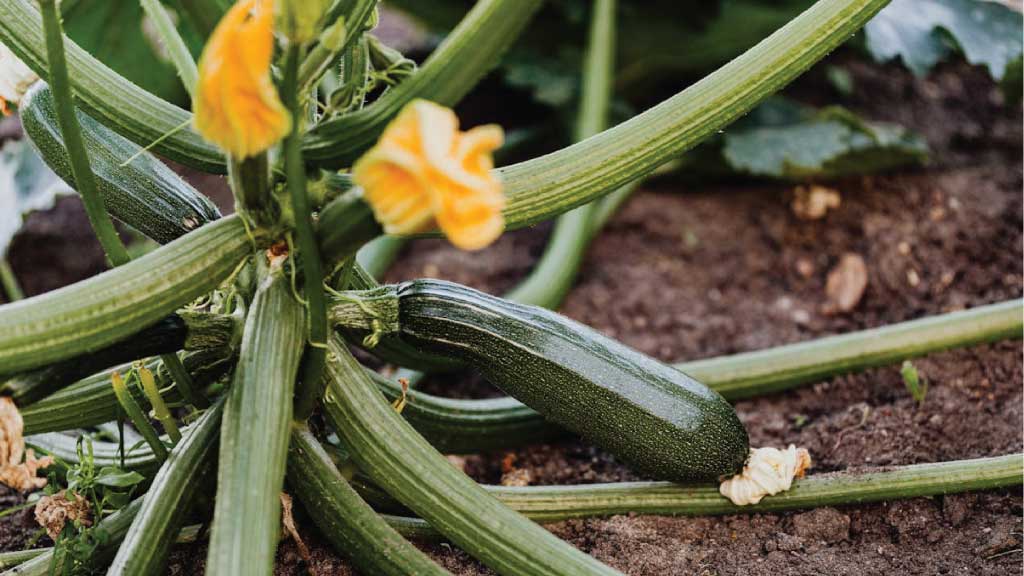 Nutritional Power of Zucchini: Culinary Versatility Unveiled